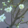 plum flowers blooming