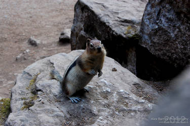 Cheeky Chipmunk