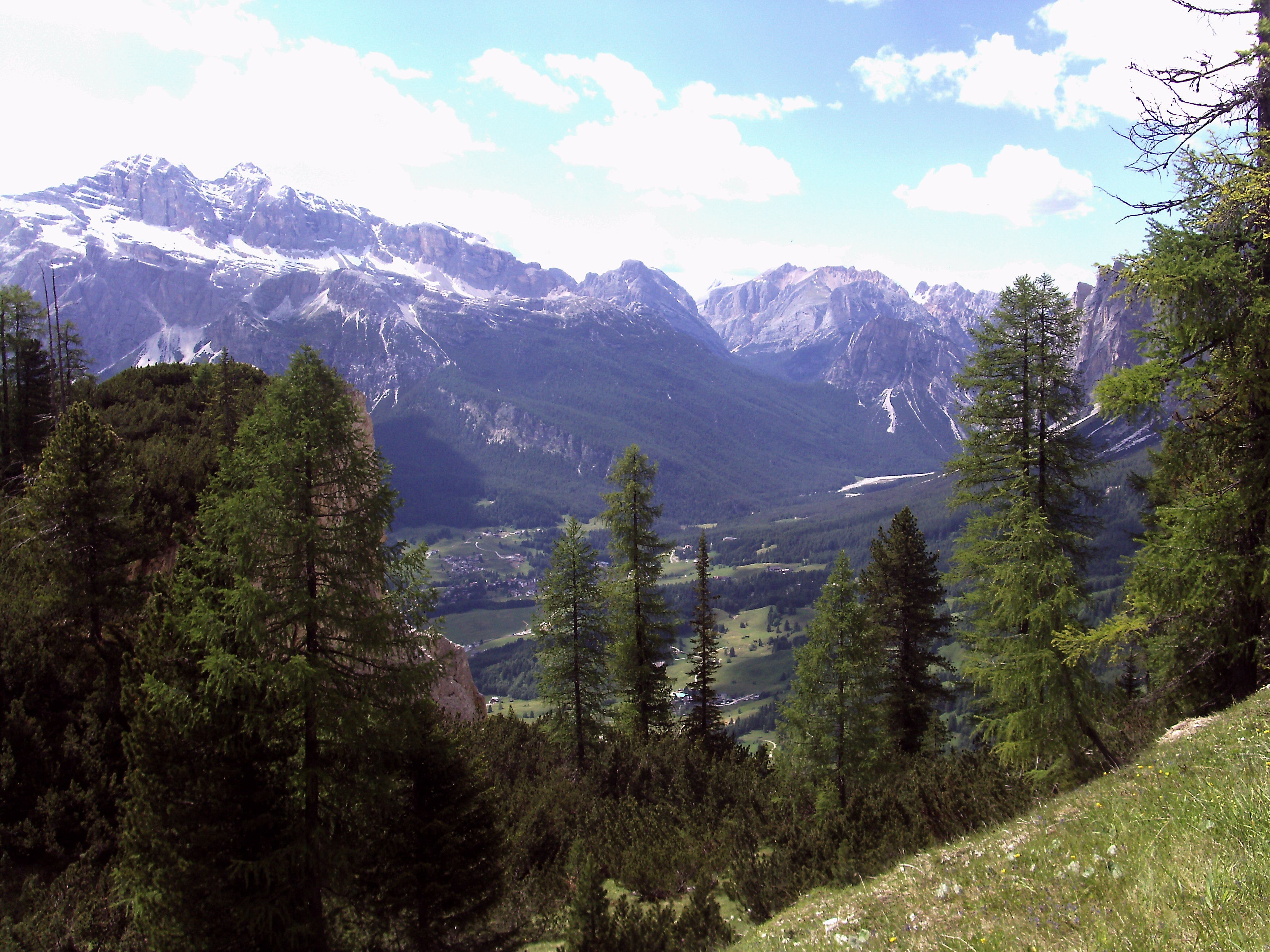 Mountain trees