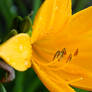 Wild Yellow Lily 5