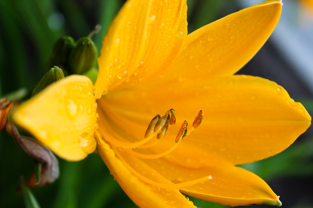 Wild Yellow Lily 5