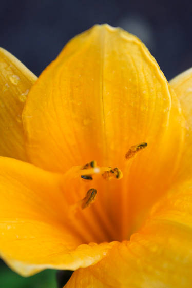 Wild Yellow Lily 6