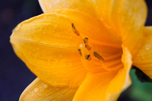 Wild Yellow Lily 7