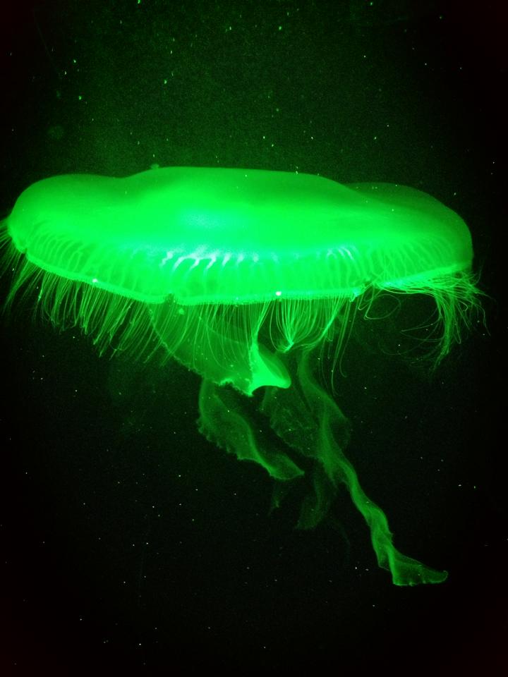 Jellyfish III