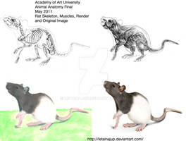 AAU Final - Rat Render Drawing