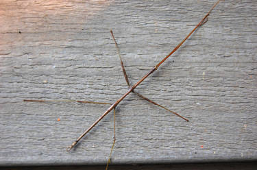 Walking Stick