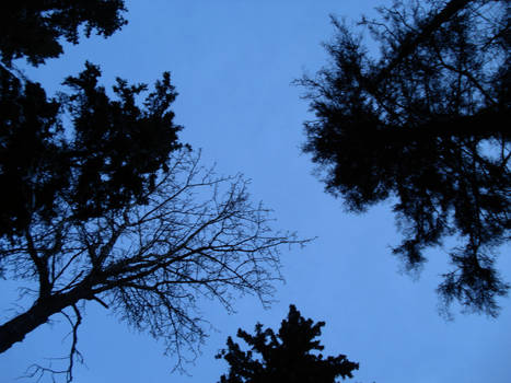 lookupattrees