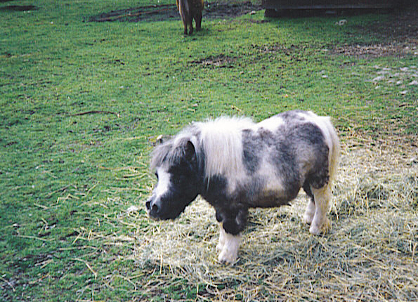 thelwell