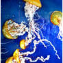 Jellies