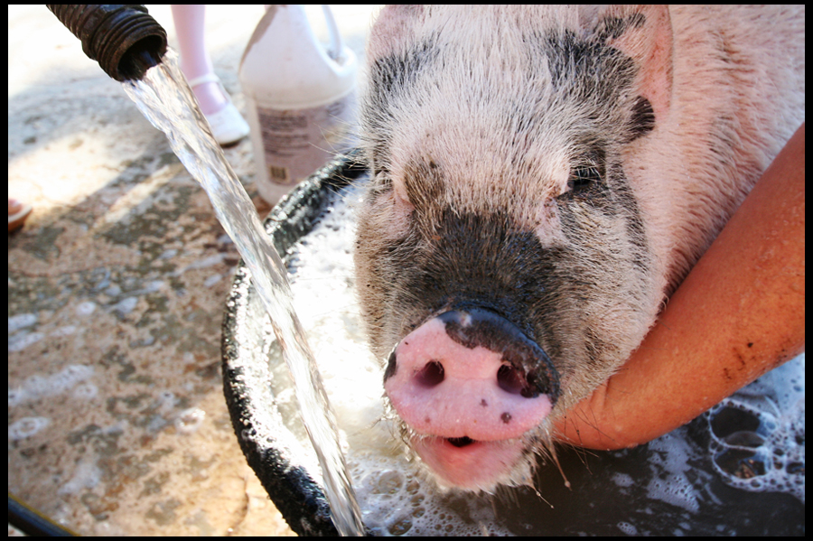 when you give a pig a bath