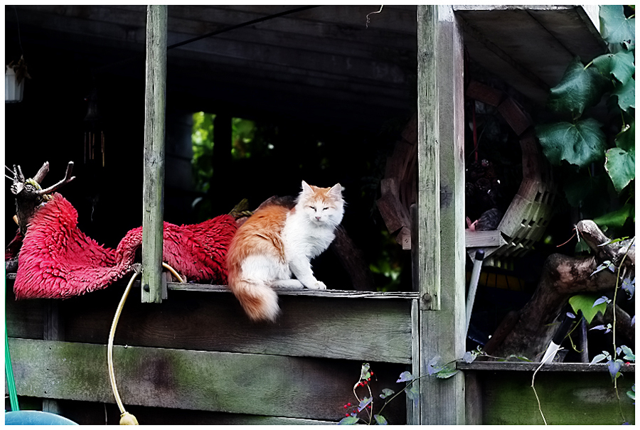 country kitten