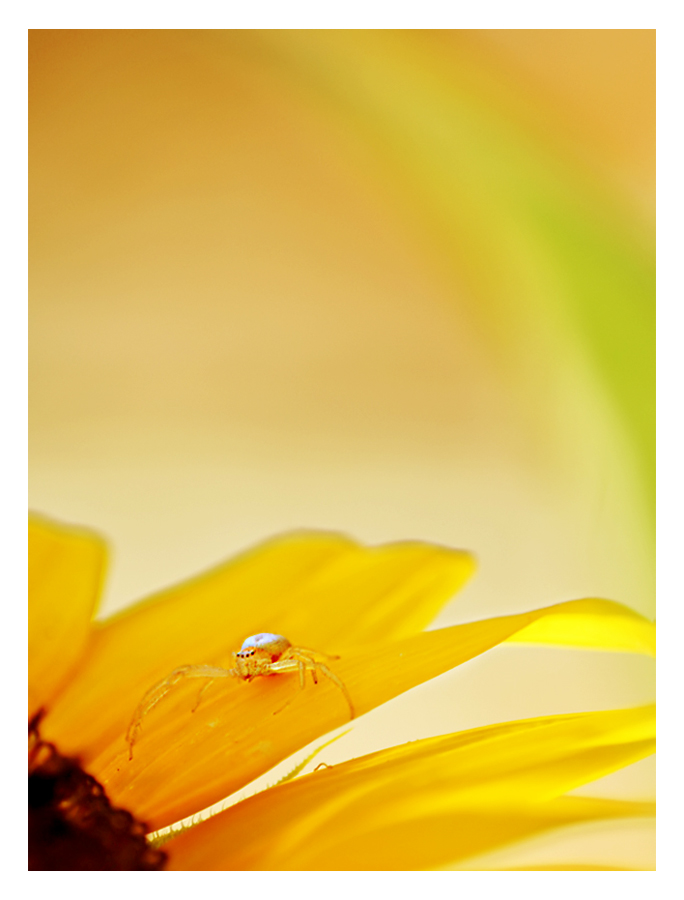 sunshine spider