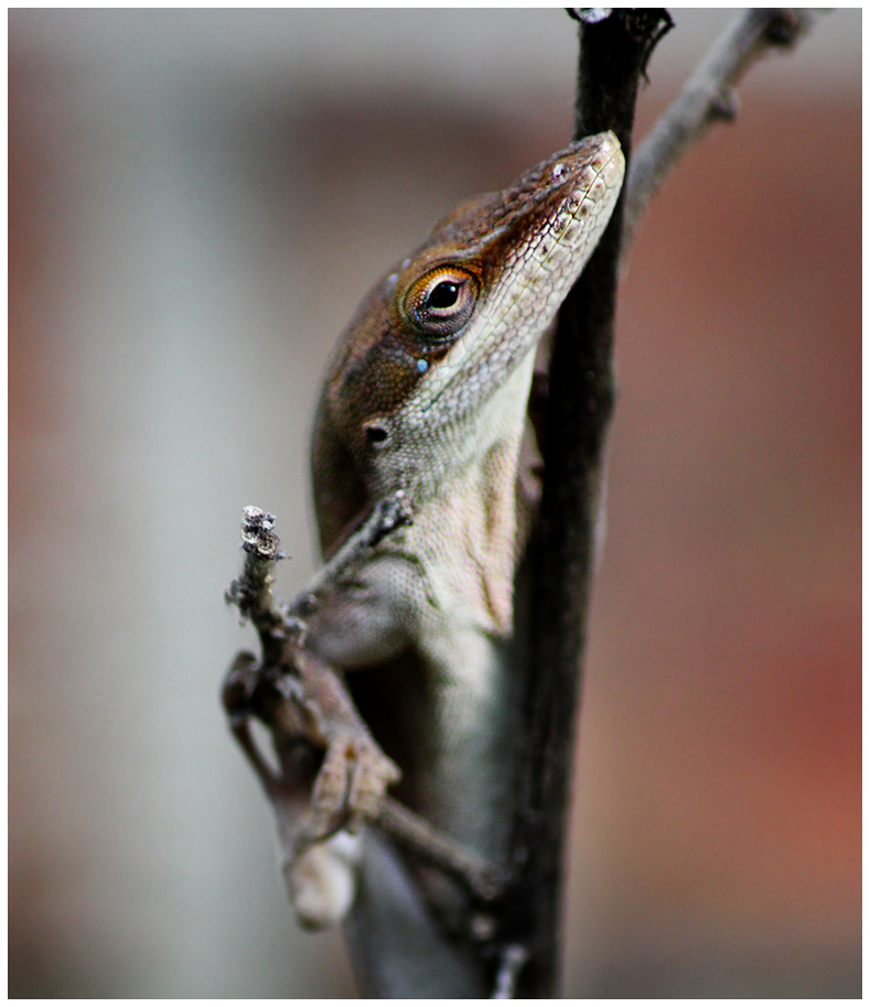 Garden Buddy