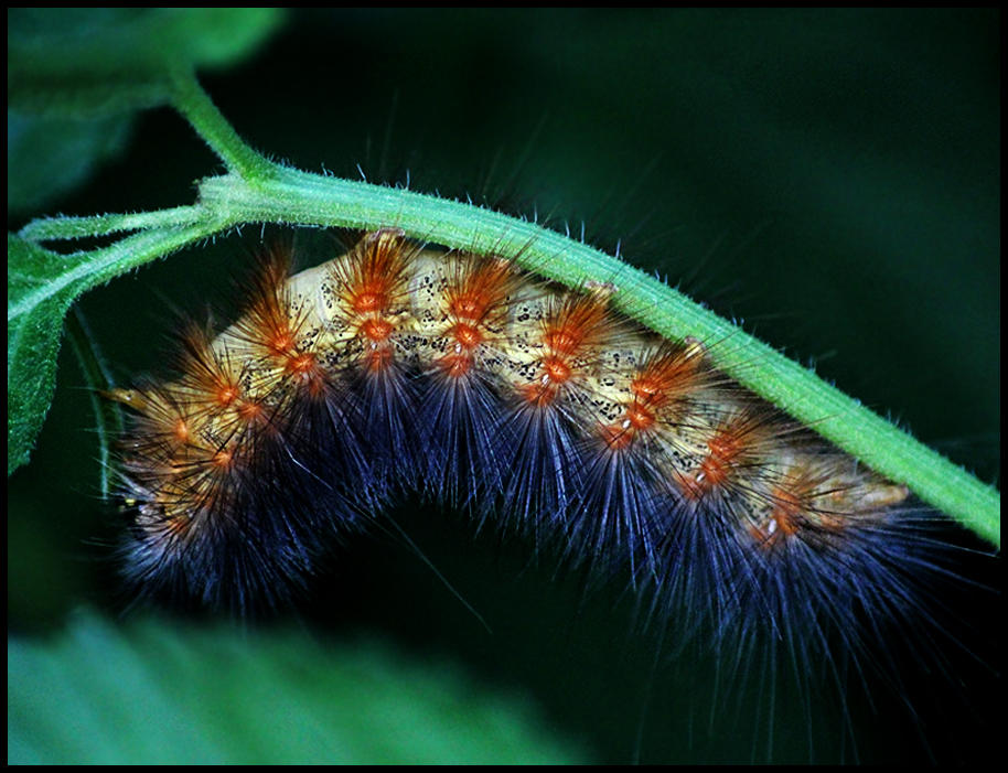 Caterpillar