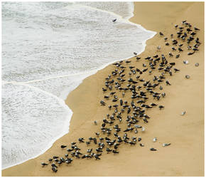 Flock of Seagulls