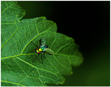 Rainbow Super Fly