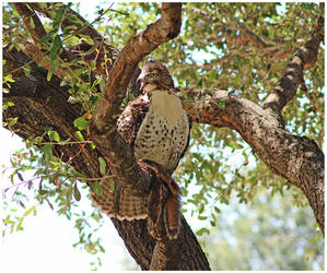 Texas Hawk