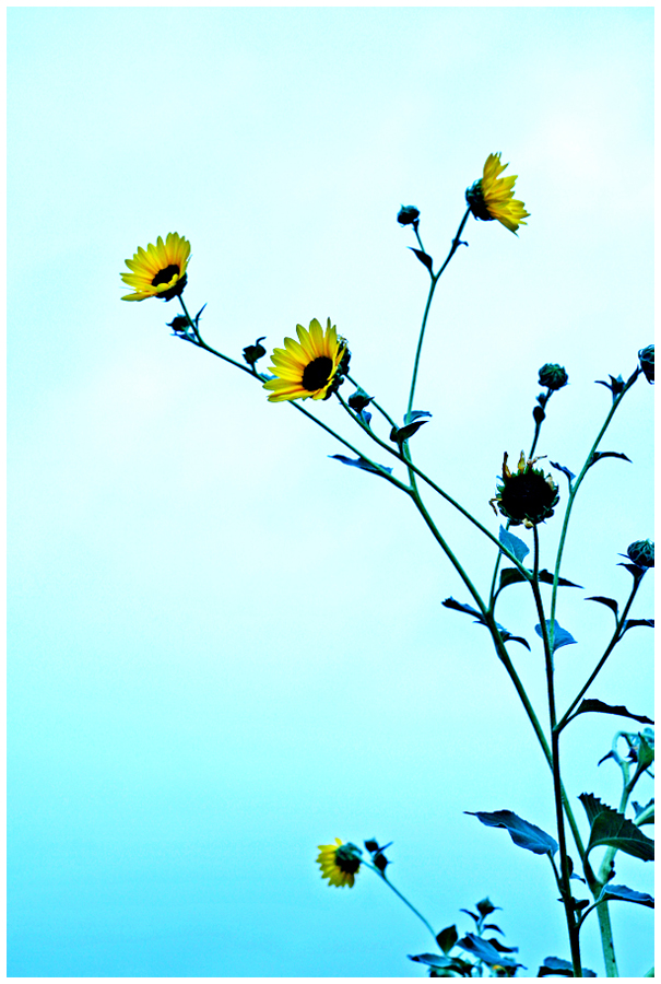 blowing in the wind