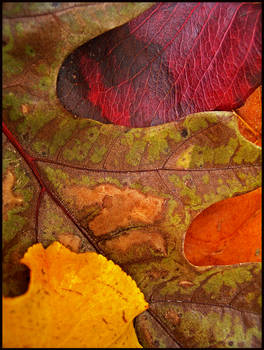 Fall Mosaic