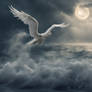flight
