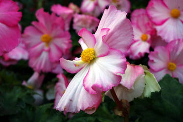 Begonia