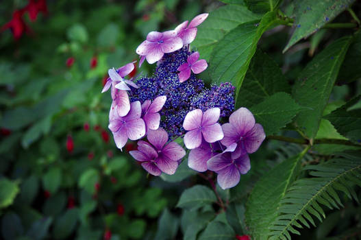 Butterfly flowers