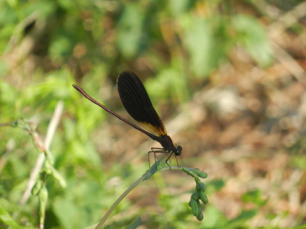 Black dragonfly