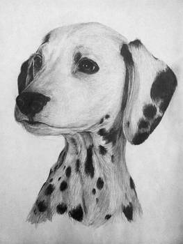 Dalmatian