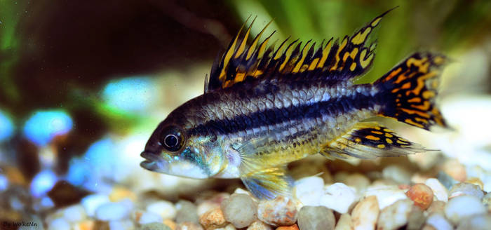 Apistogramma cacatuoides