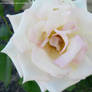 White.Rose.