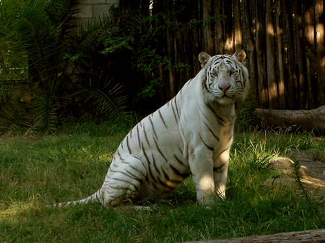 white tiger