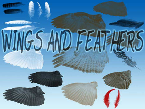 Bird Feathers and Wings