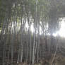 sunlight through the bamboo