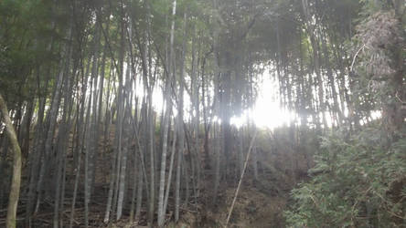 sunlight through the bamboo