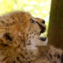 Cheetah cub