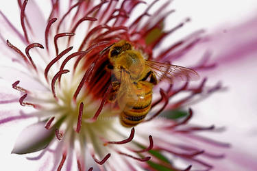 Flower and bee