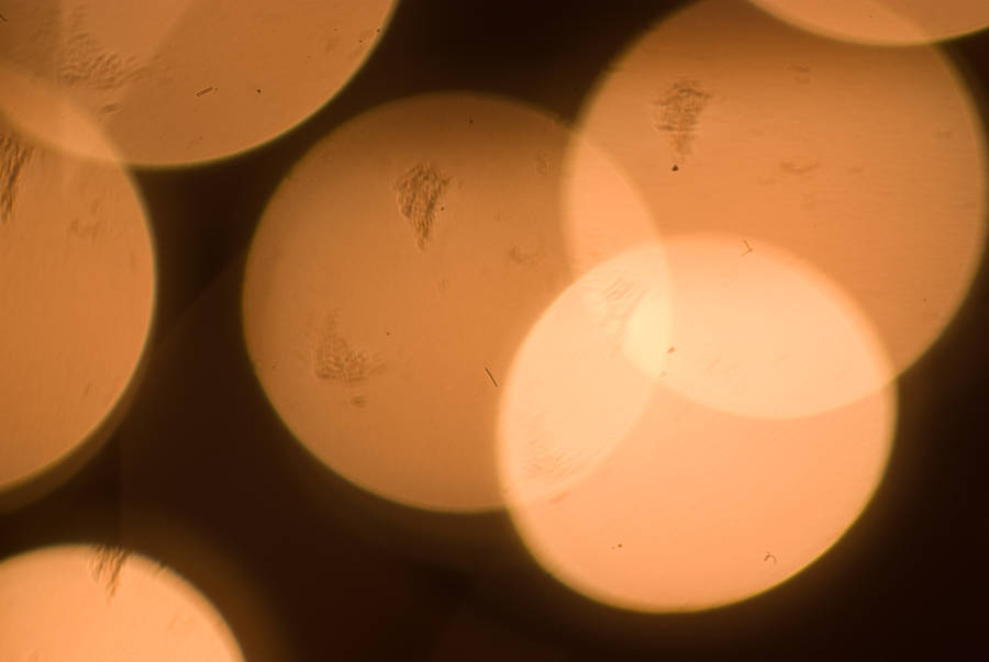 dirty lens bokeh by T-bau