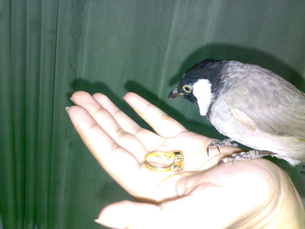 My bulbul wants my golden ring