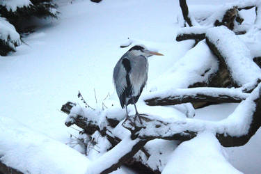 Heron in the Snow 2