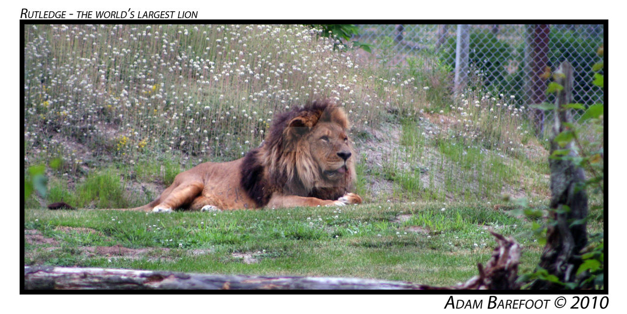 Rutledge World's Largest Lion by adambarefoot on DeviantArt