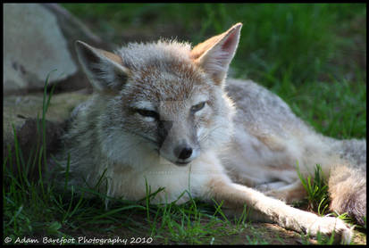 Vulpes Velox