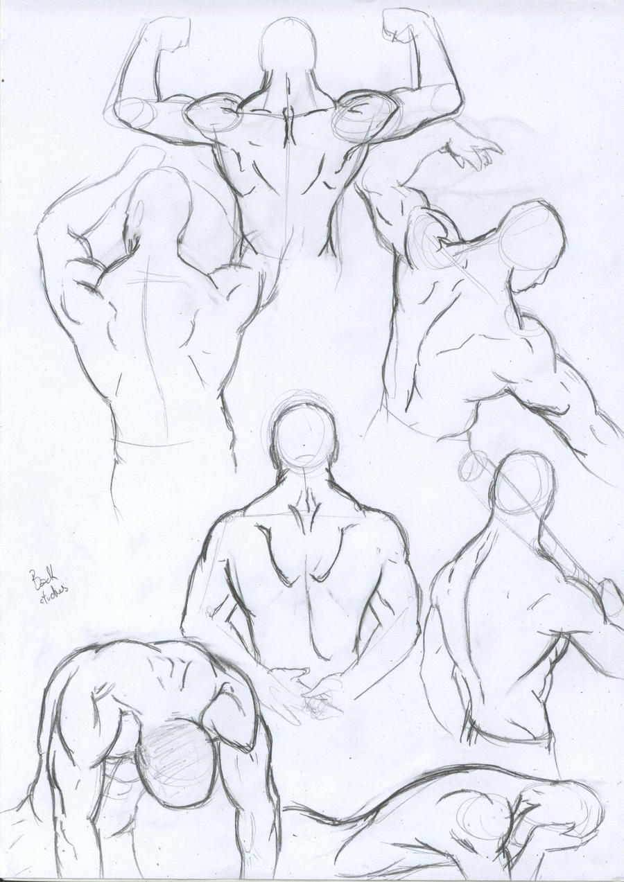Anatomy studies: male back
