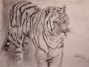 Bengal Tiger