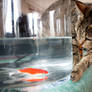 Chat et poisson