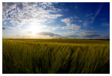 The Wheats in the Wind