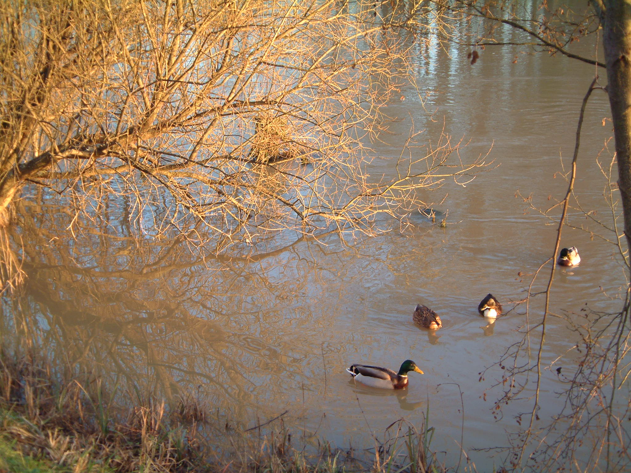 Ducks on the Seine