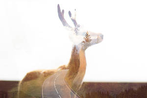 Winter is near, my deer by Stringedheart