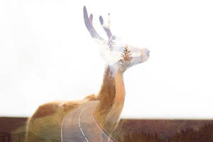 Winter is near, my deer by Stringedheart Winter is near, my deer by Stringedheart