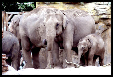 Elephants