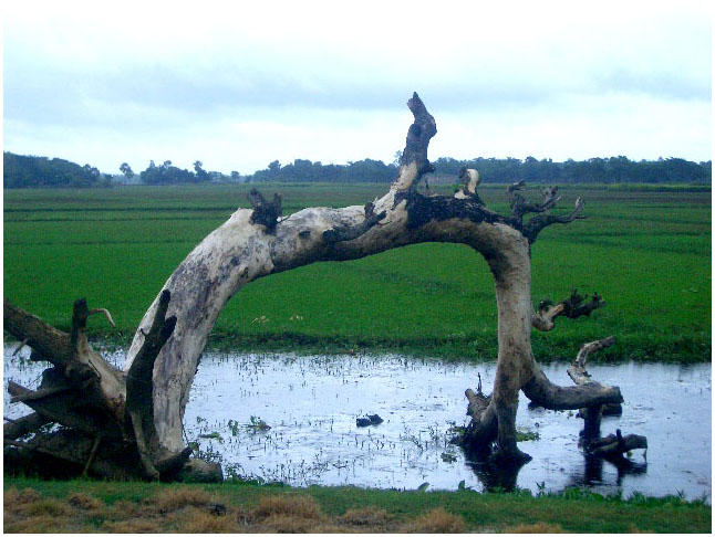 Defunct TrEE by SupAMoStwanT3D on DeviantArt